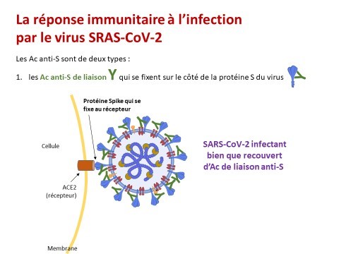 sérologie