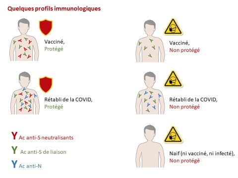 sérologie