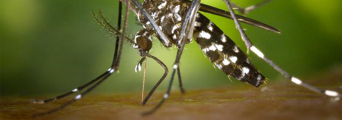 Dispositif de surveillance des moustiques