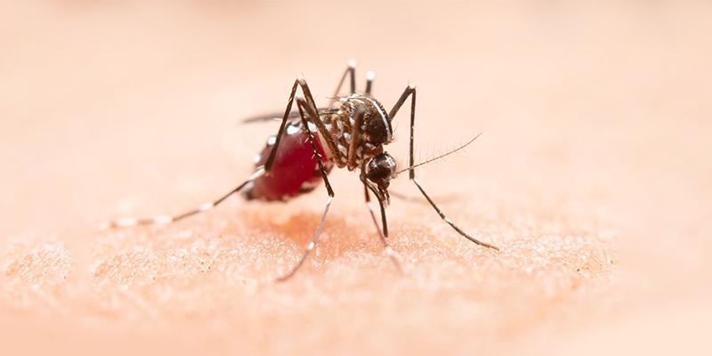 Tiger mosquito : Dept. of Health Affairs calls for vigilance