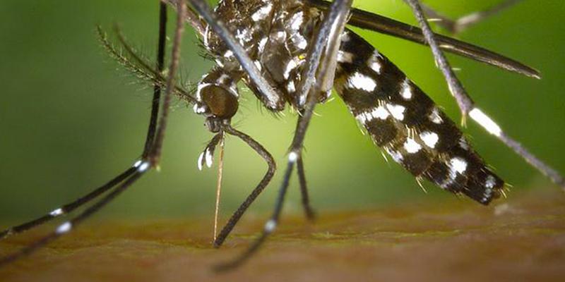 Dispositif de surveillance des moustiques